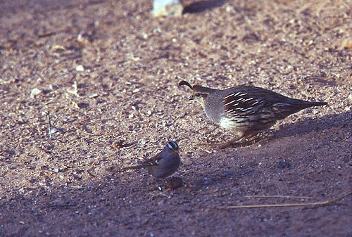 1736-7_quail