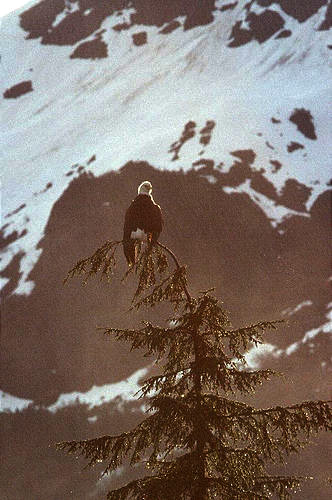 1747-9_eagle_in_tree