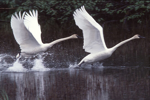 1749-4_Swans