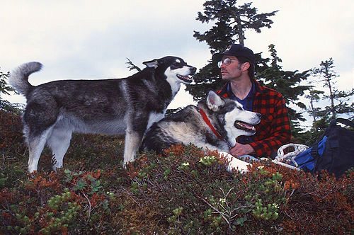 1756_bob_with_dogs