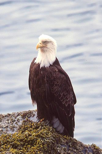 1757-3_eagle