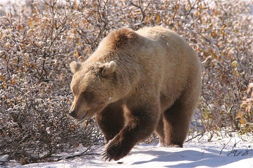 2003-9-14_img_1607_Denali_500