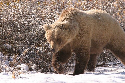 2003-9-14_img_1608_Denali_500