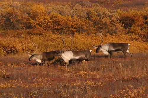 2003-9-14_img_1720_Denali_500