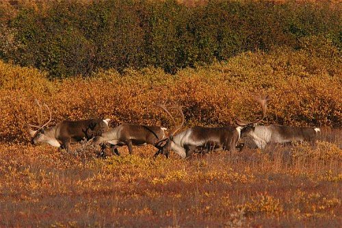 2003-9-14_img_1723_Denali_500